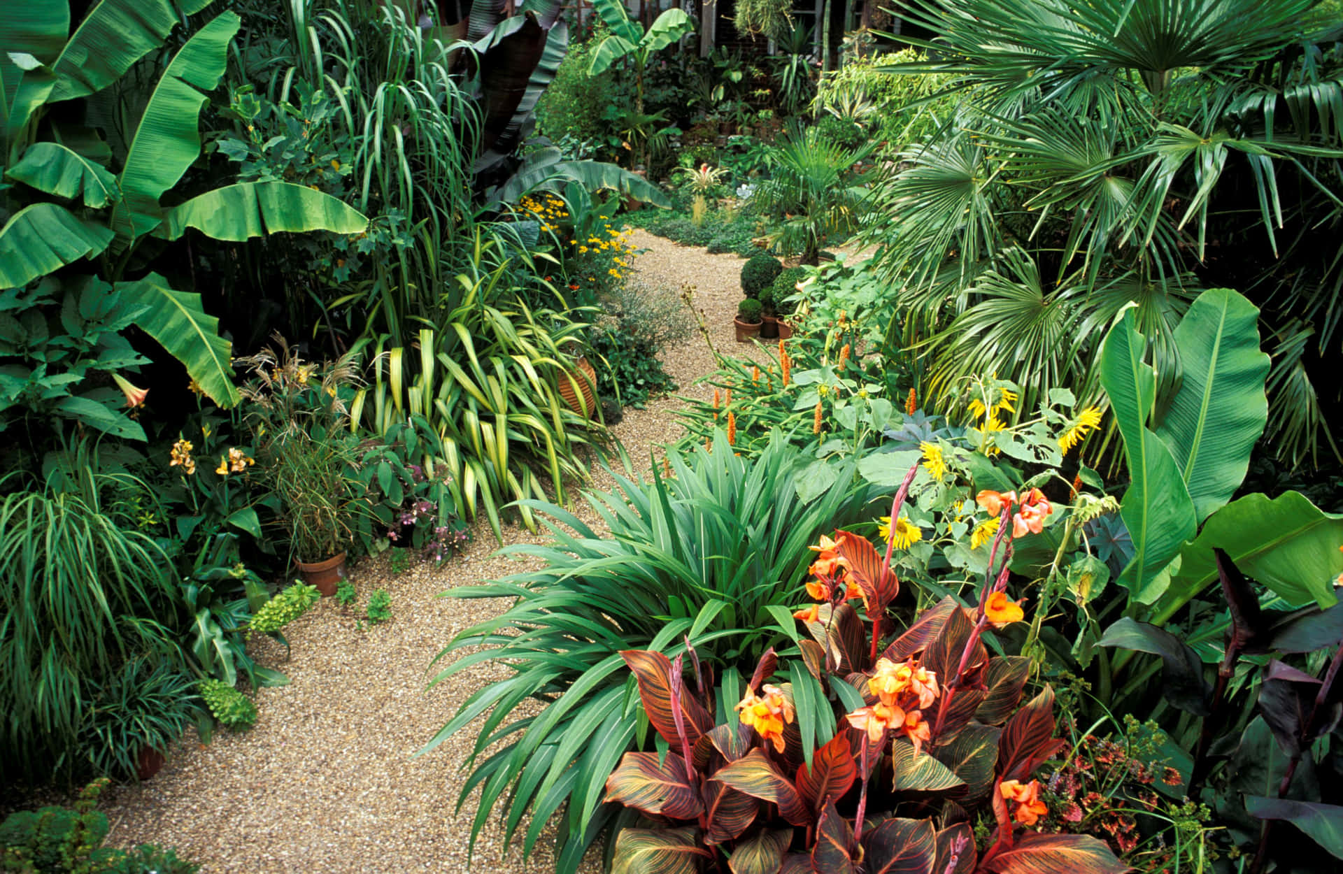 Tropiskträdgårdsplanteringsbild