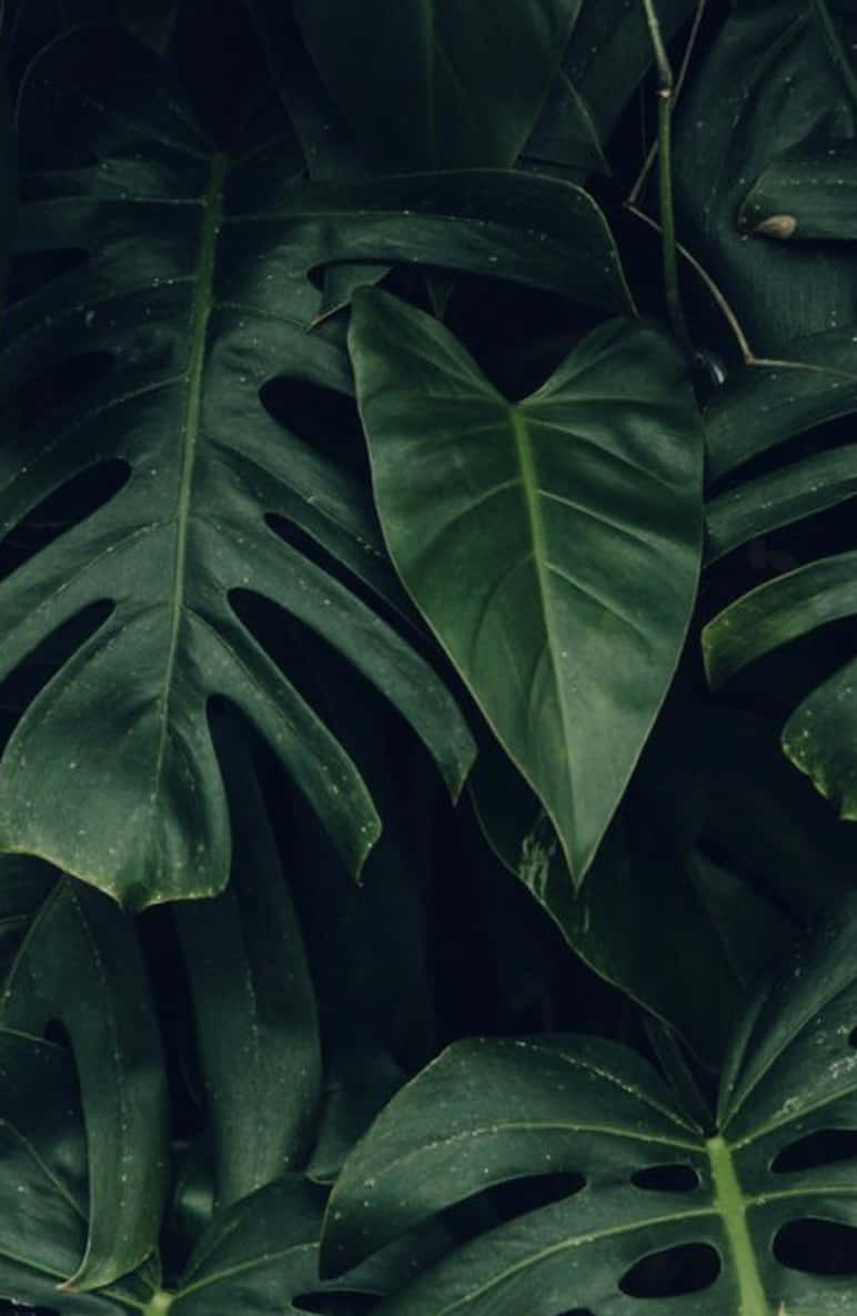 Tropiskaväxter Caladium Philodendron. Wallpaper