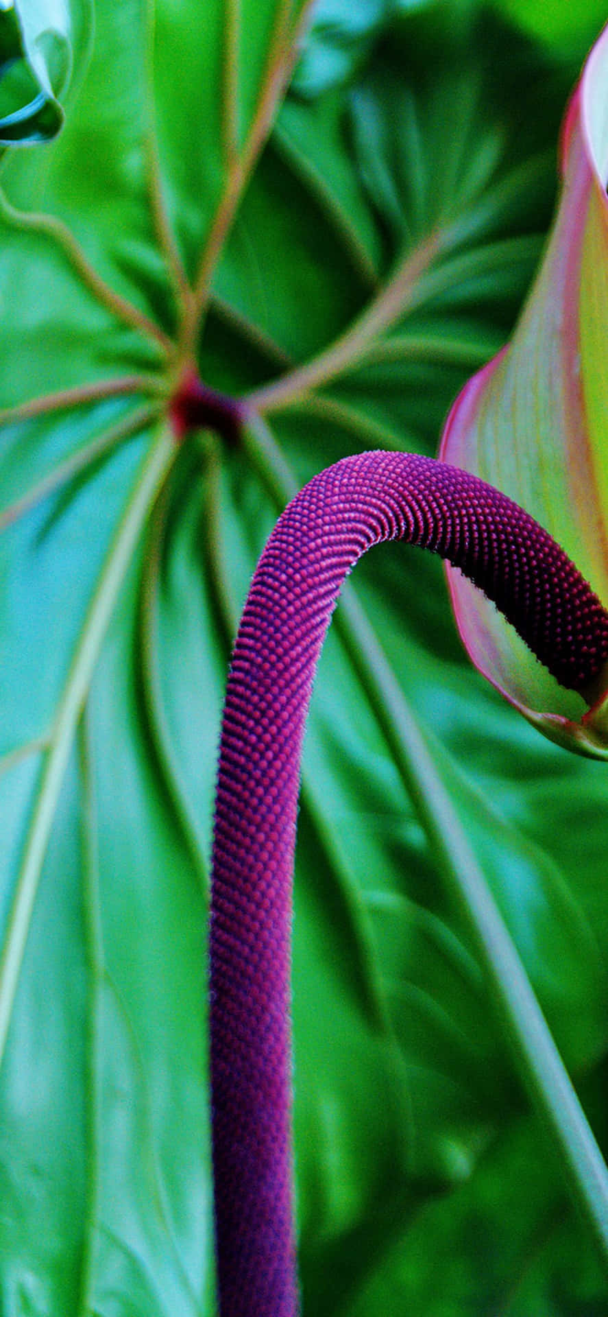 Tropical Purple Chenile Plants Wallpaper