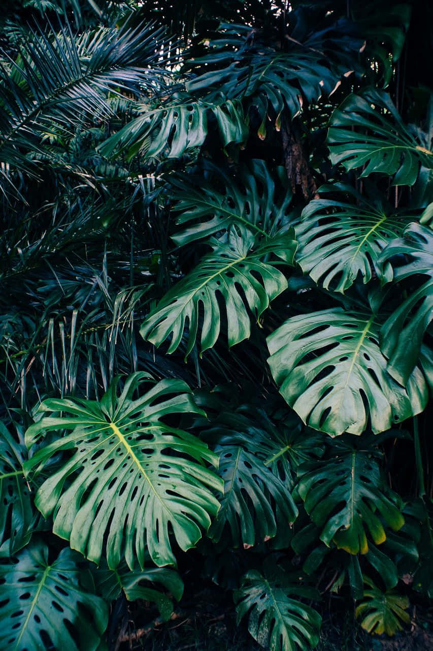 Tropiske planter Assorteret Grønne Blade Mønster på Beige Baggrund Wallpaper