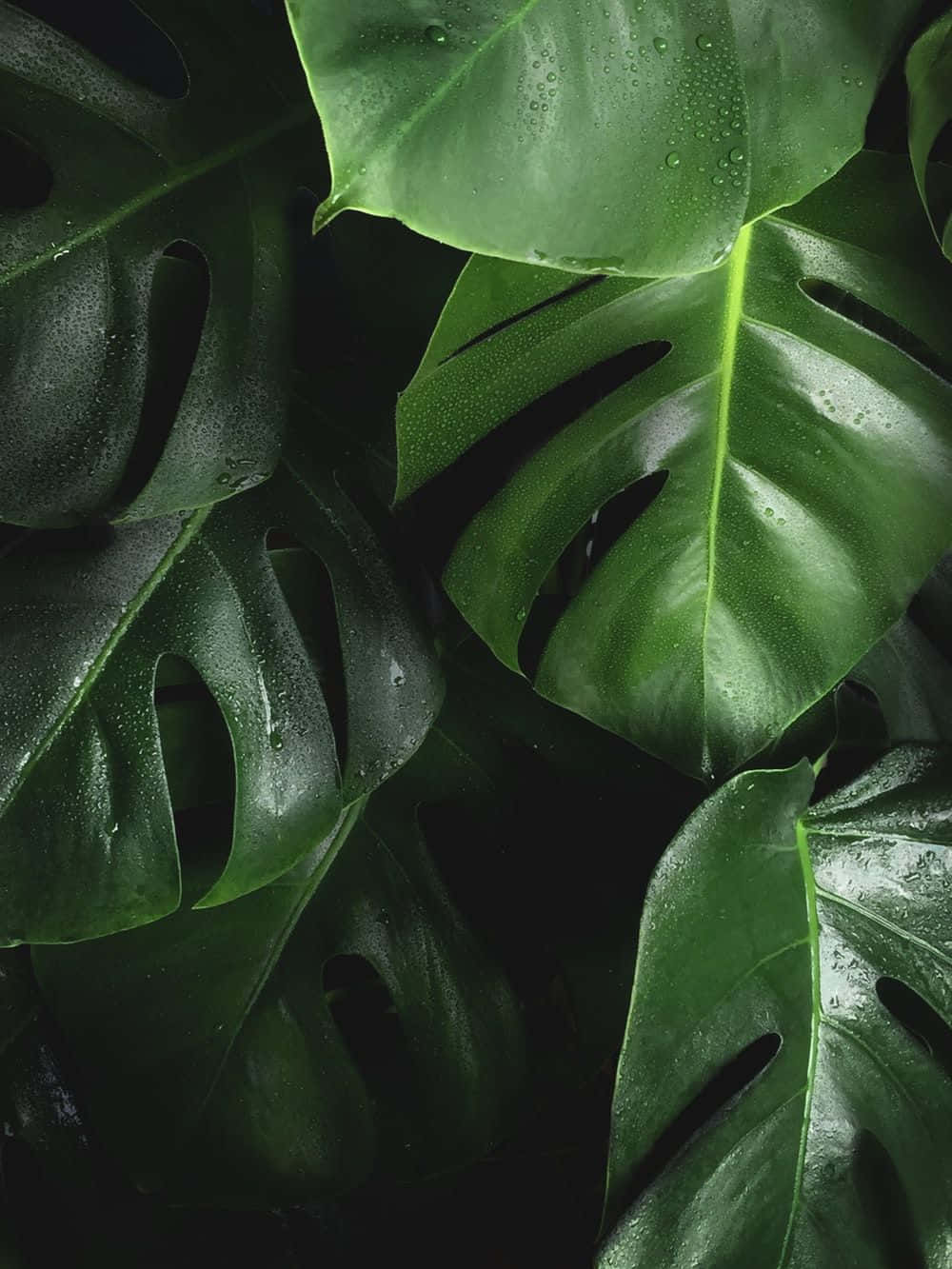 Tropical Plants Monstera Aesthetic Leaves Wallpaper