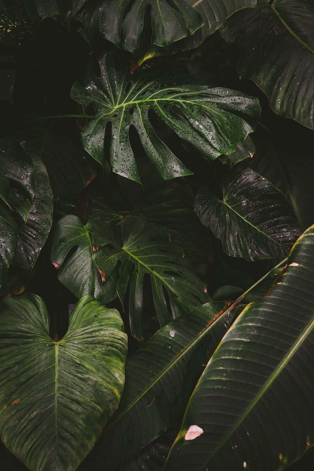 Tropiske planter æstetiske blade portræt Wallpaper