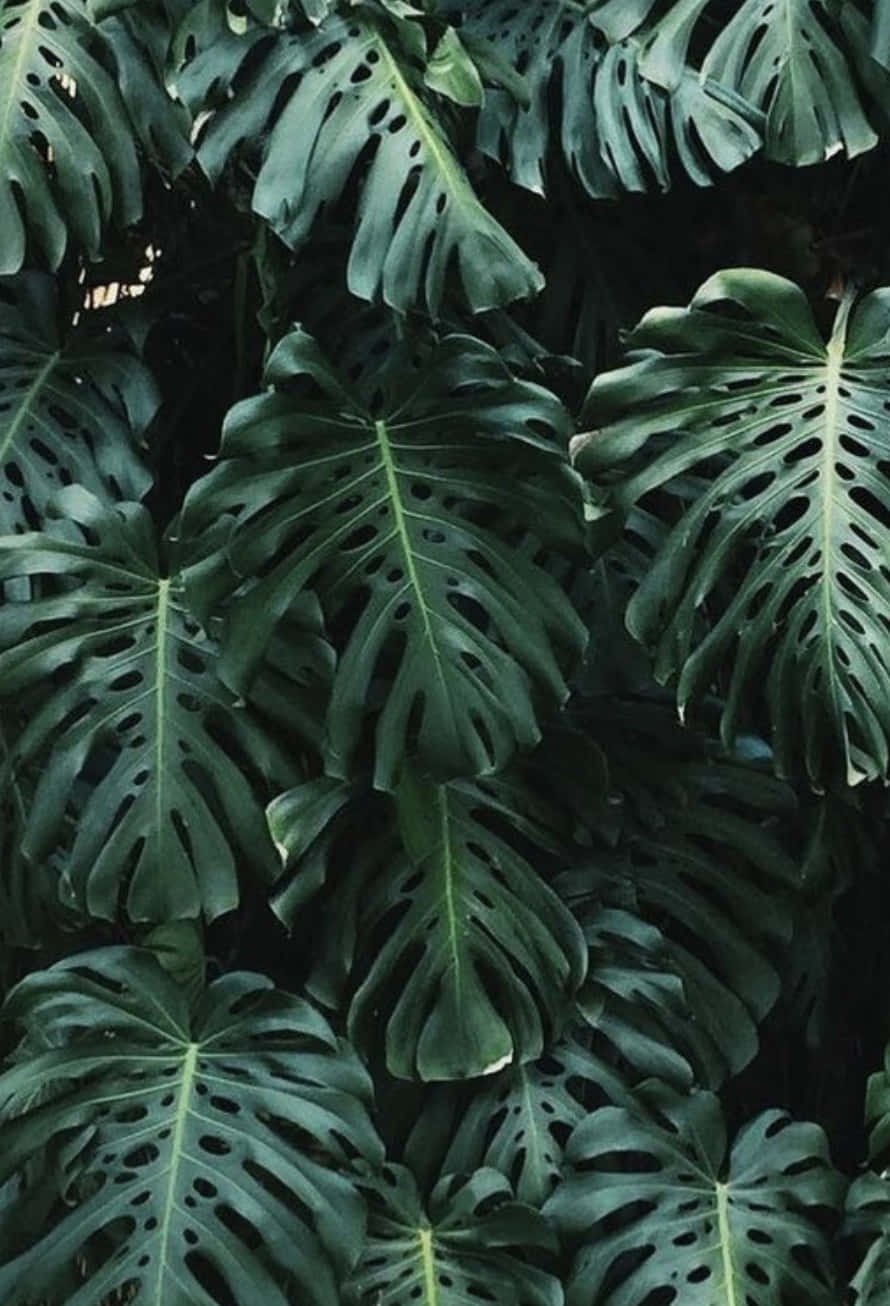 Tropischepflanzen Monstera, Grüne Blätter. Wallpaper