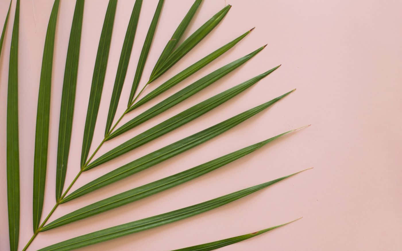 Tropical Plants Areca Palm Leaf Wallpaper
