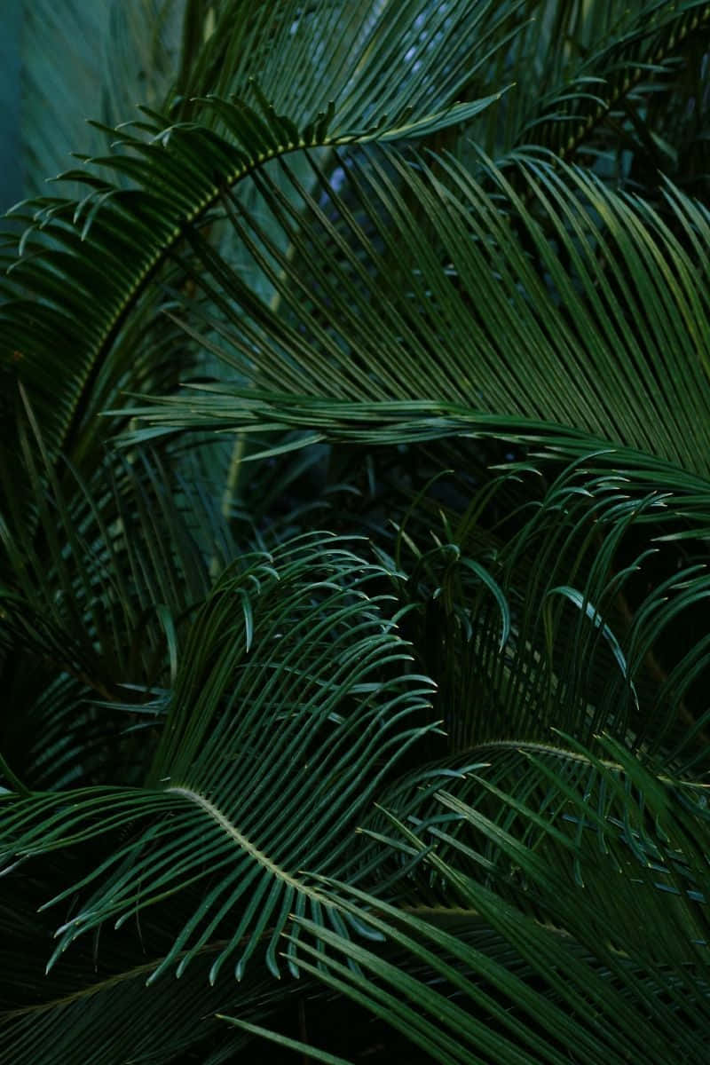 Tropical Plants Green Palm Leaves Wallpaper