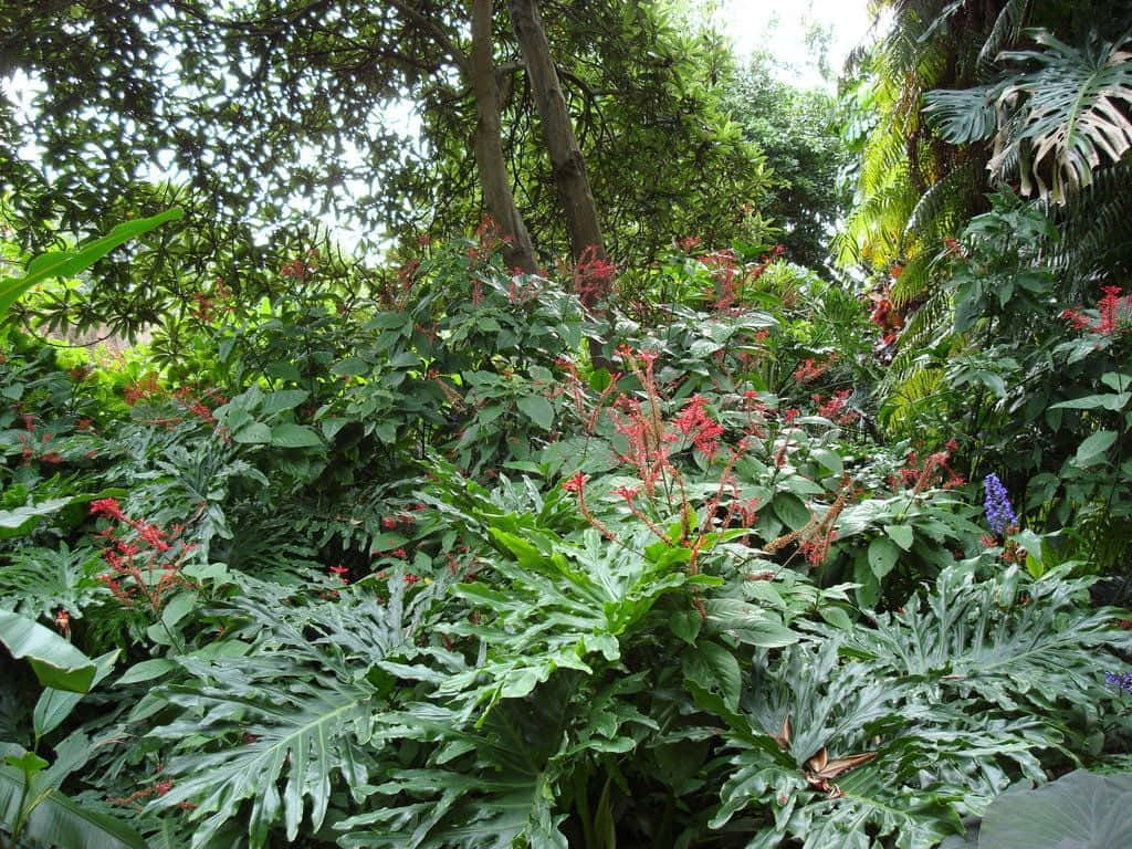 Tropiske planter Vild skov Mural Wallpaper