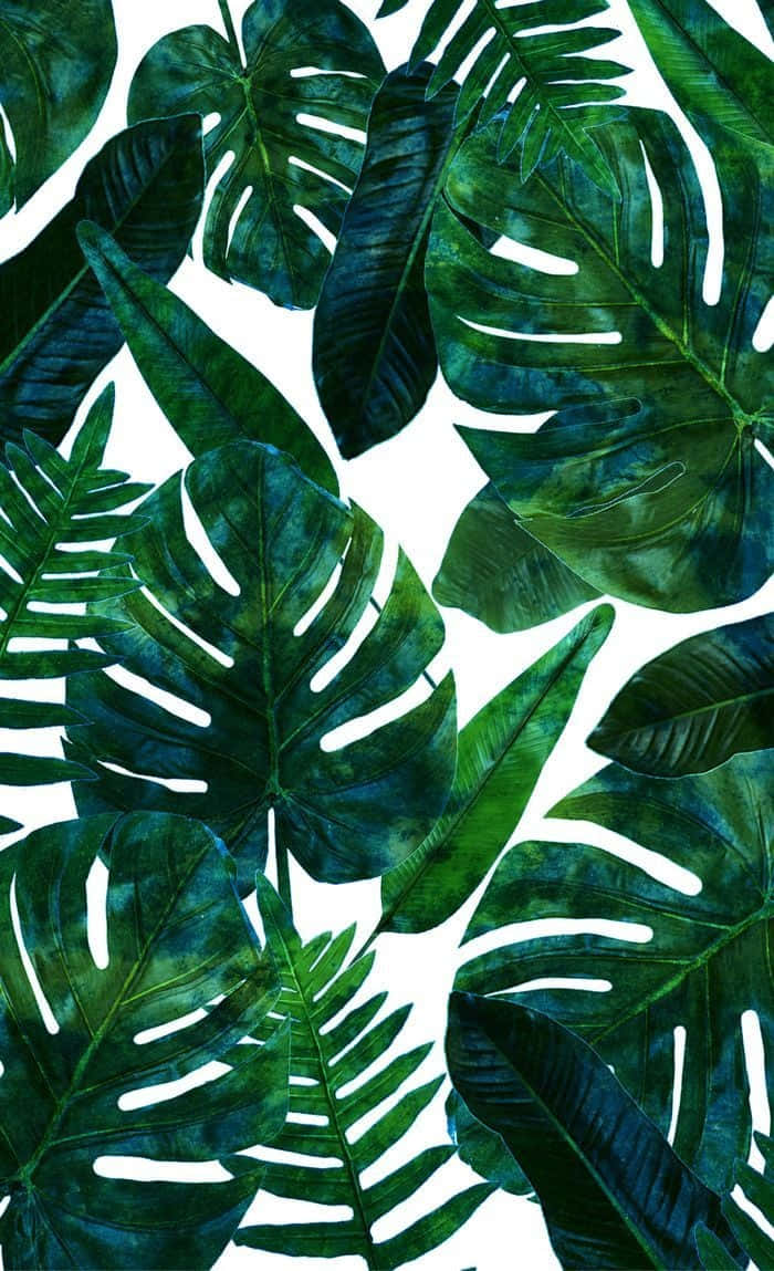 Tropical Plants Split Leaf Philodendron Wallpaper