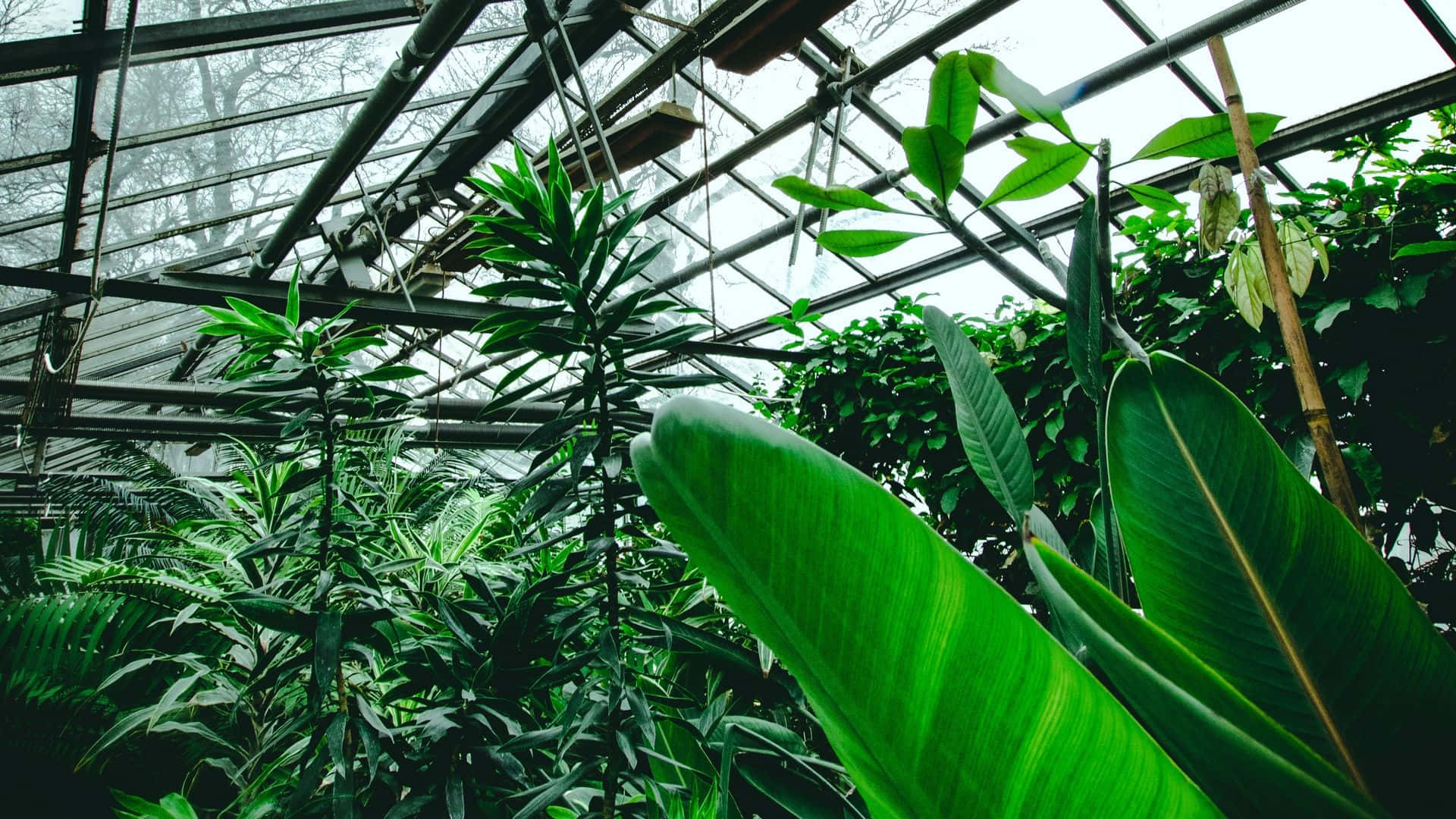 Tropical Plants Green Banana Leaves Wallpaper