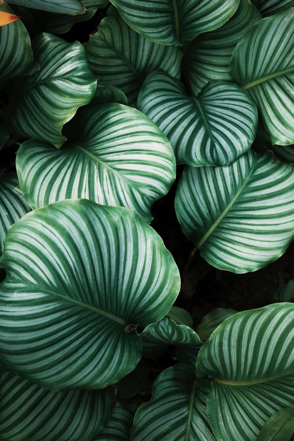 Tropical Plants Monstera Pattern Wallpaper