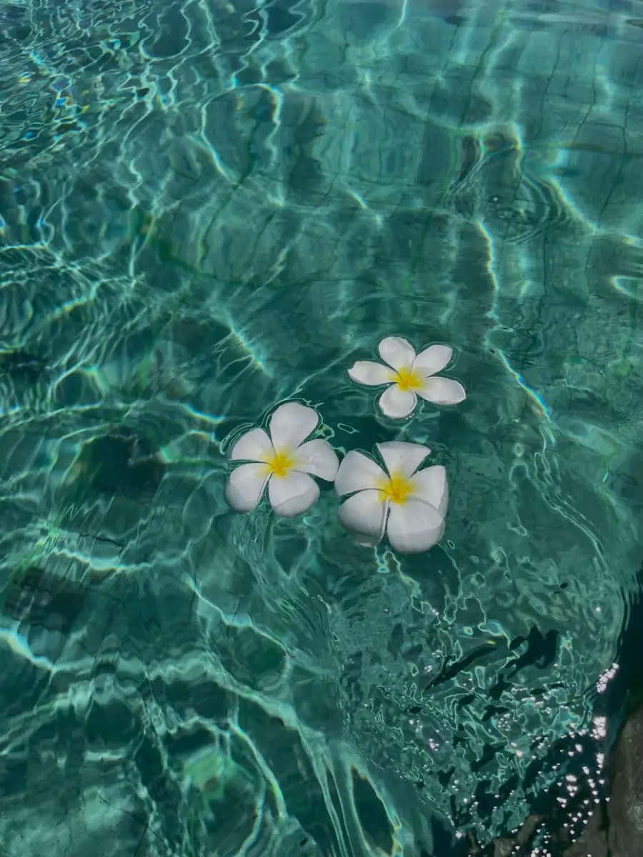 Tropical Plumeria Flowers Floatingin Pool Wallpaper