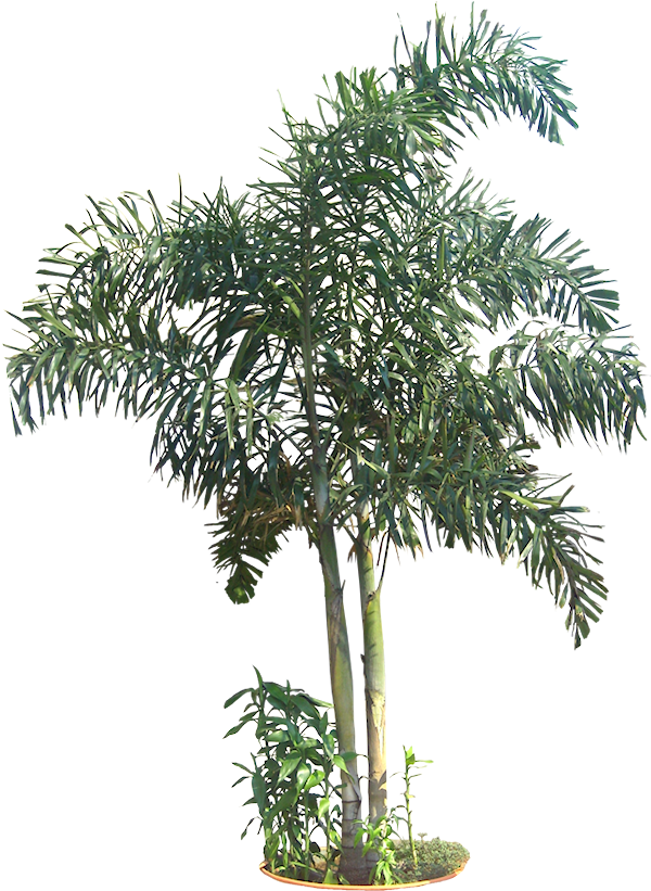 Tropical Potted Palm Tree PNG