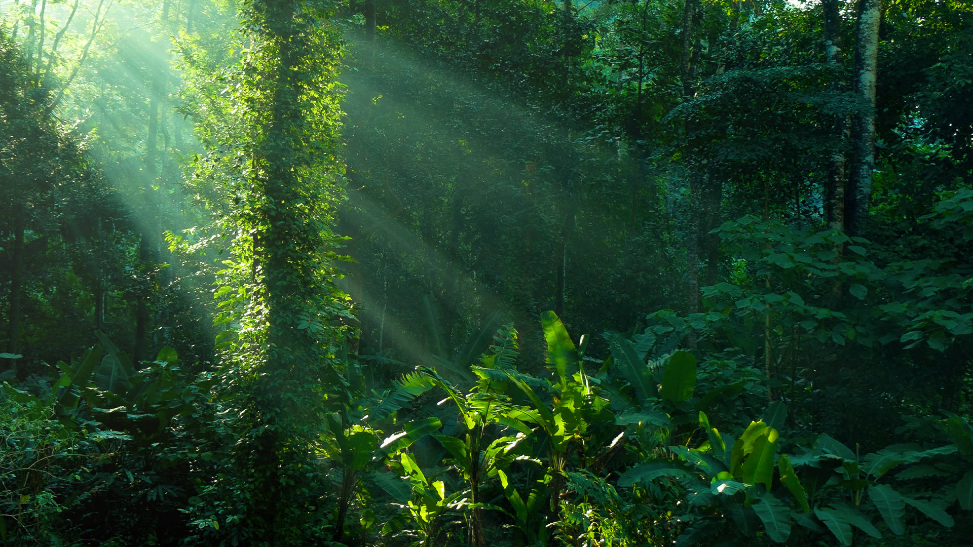 Tropischerregenwald Des Amazonas Wallpaper