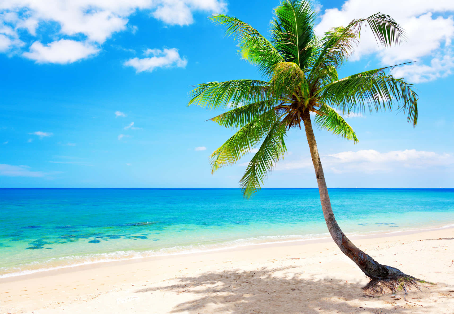Tropical Sandy Beach Scene Coconut Tree Wallpaper