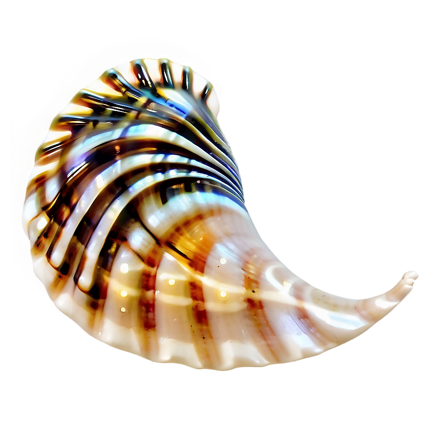 Tropical Seashell Design Png 05242024 PNG