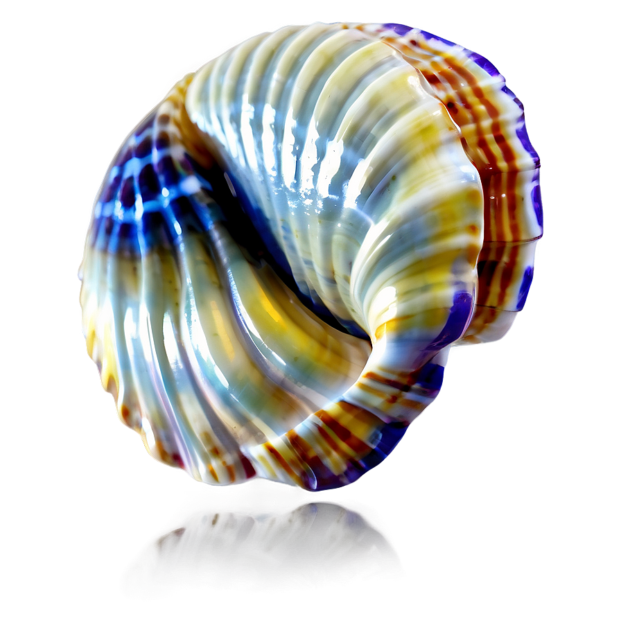 Tropical Shell Illustration Png Ehq PNG