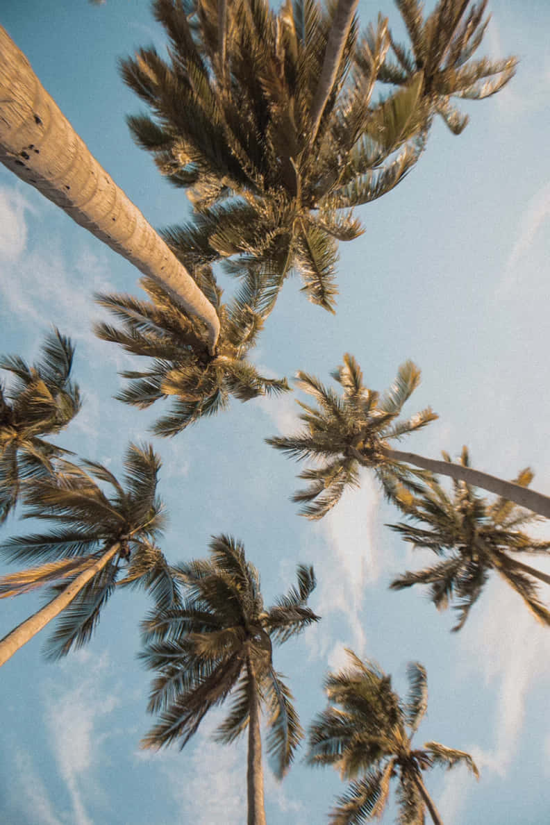 Tropical Skyline_ Palm Trees Wallpaper