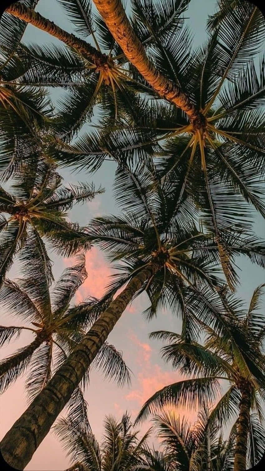 Tropical Sunset Coconut Palms Wallpaper