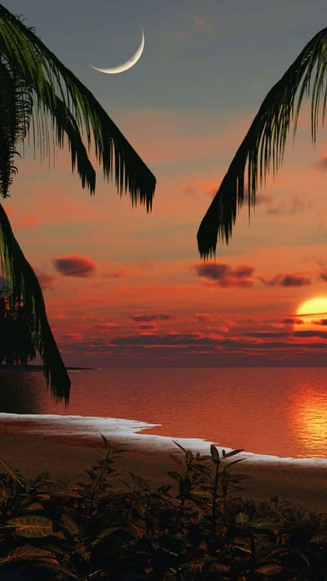 Tropical Sunset Moon Beautiful Wallpaper