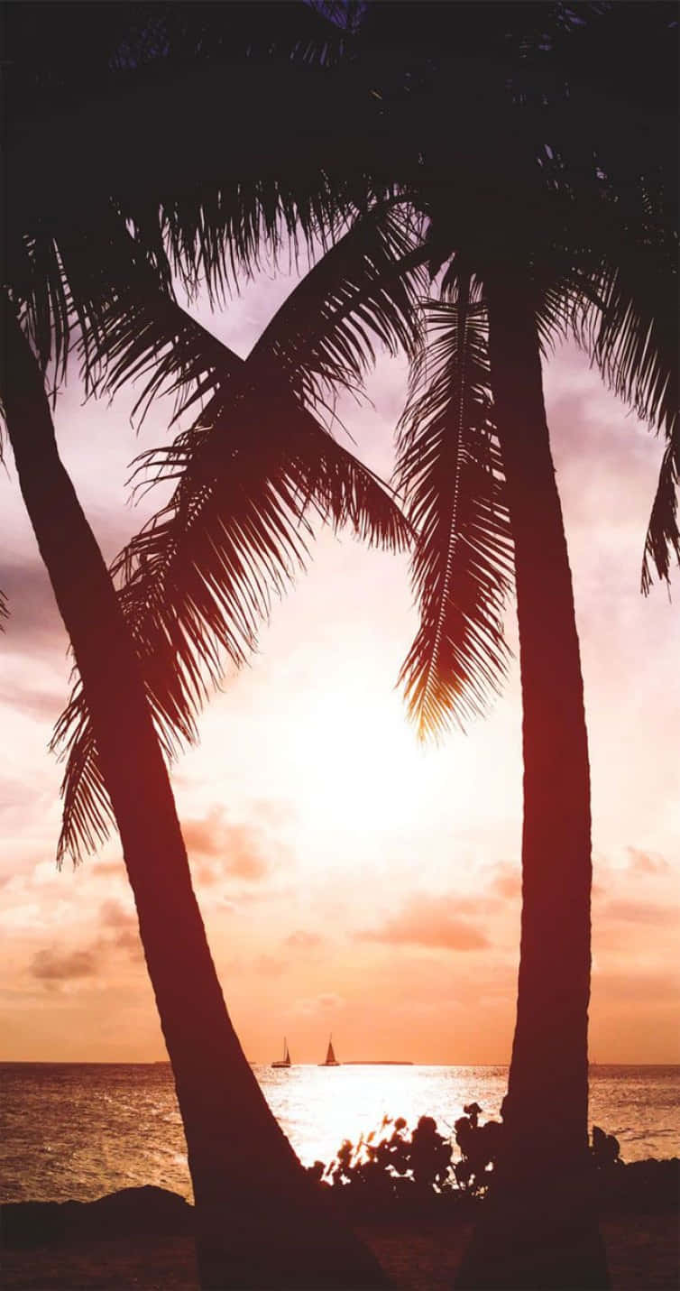 Tropical Sunset Nice Palm Trees Wallpaper