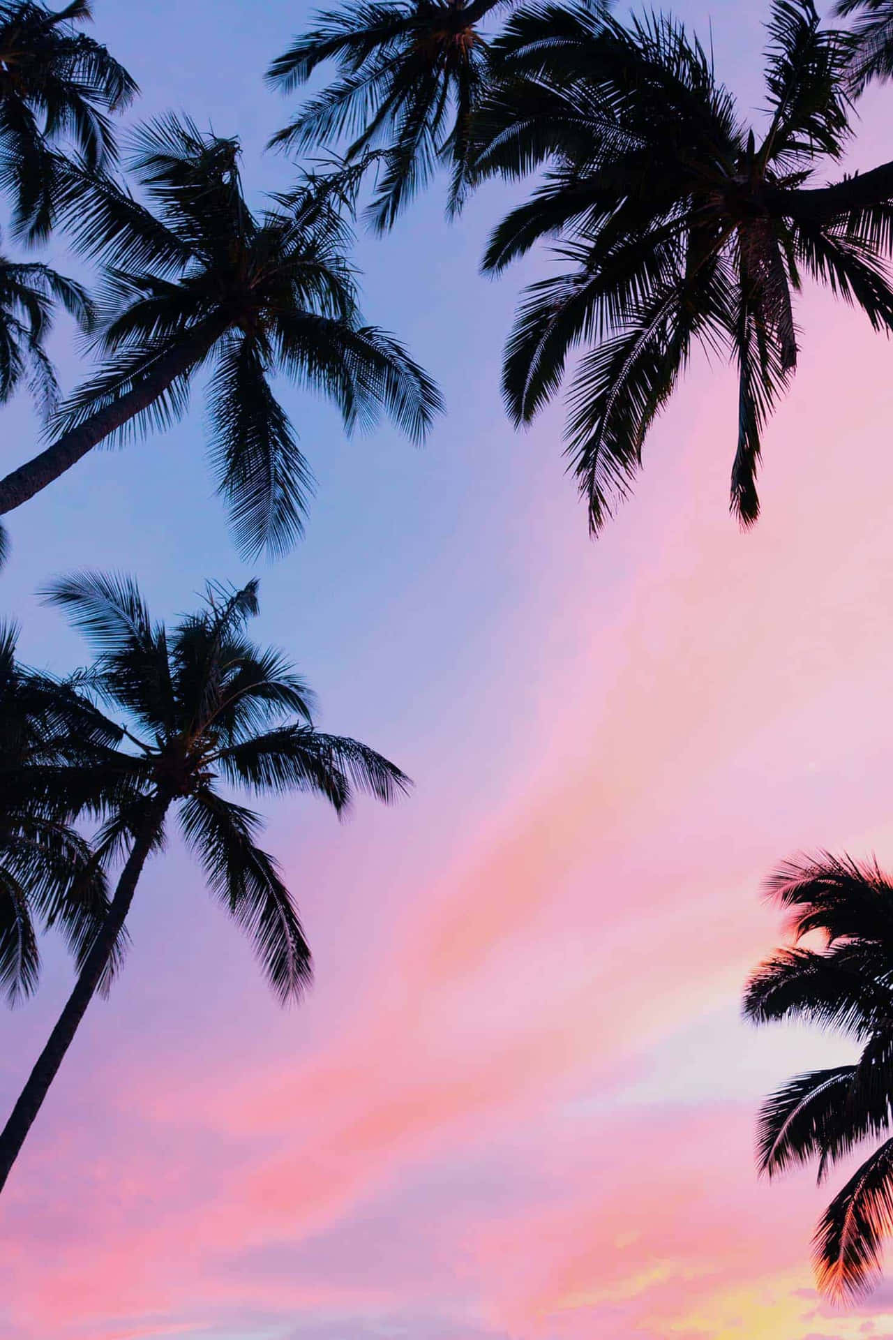Tropical Sunset Palm Silhouettes Wallpaper