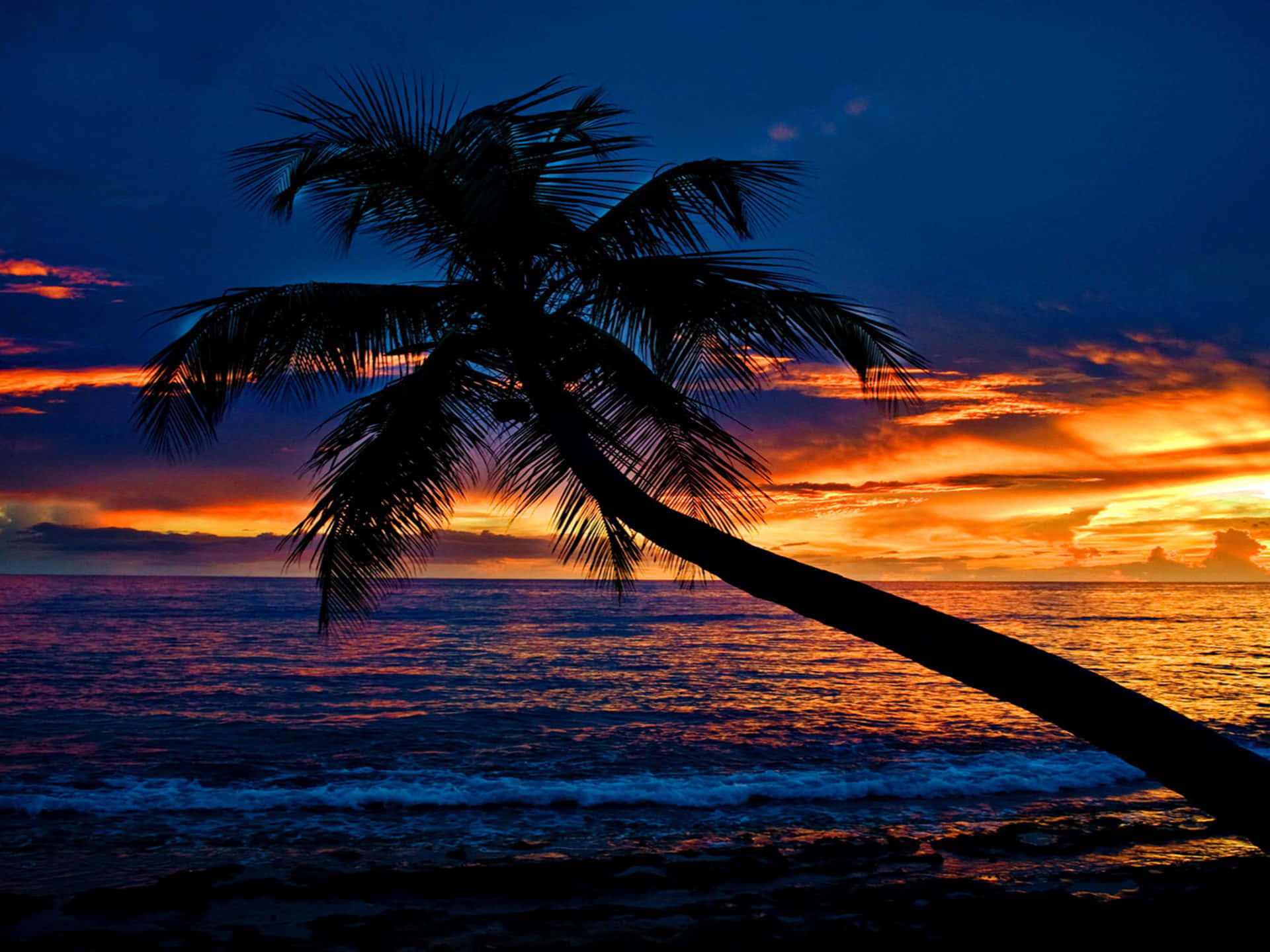 Tropisk Solnedgang Palme Trøstende Wallpaper