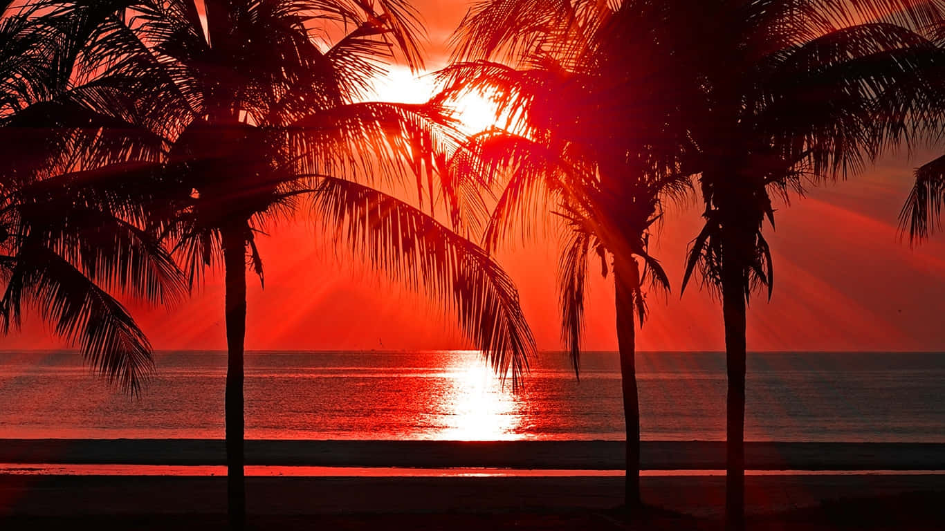 Tropical Sunset Silhouette Wallpaper