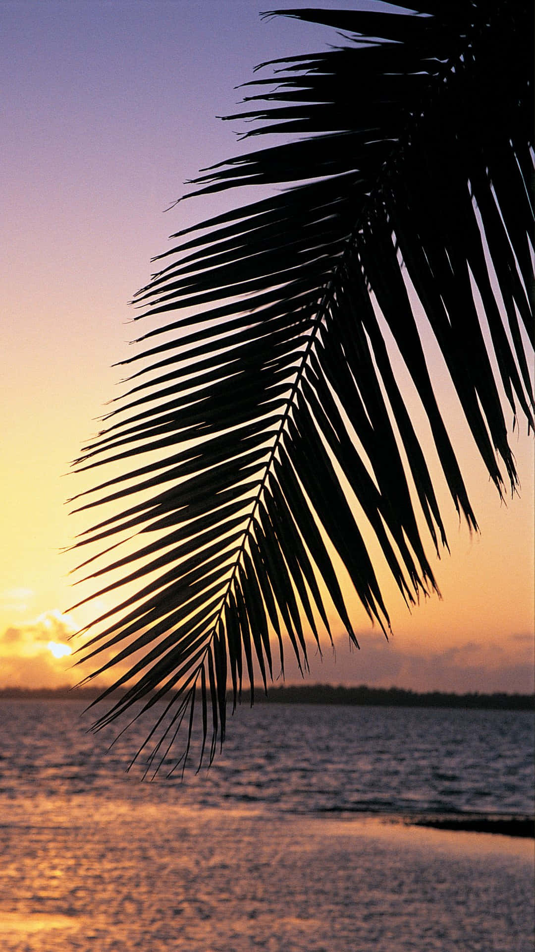 Tropical Sunset Through Palm Frond Wallpaper