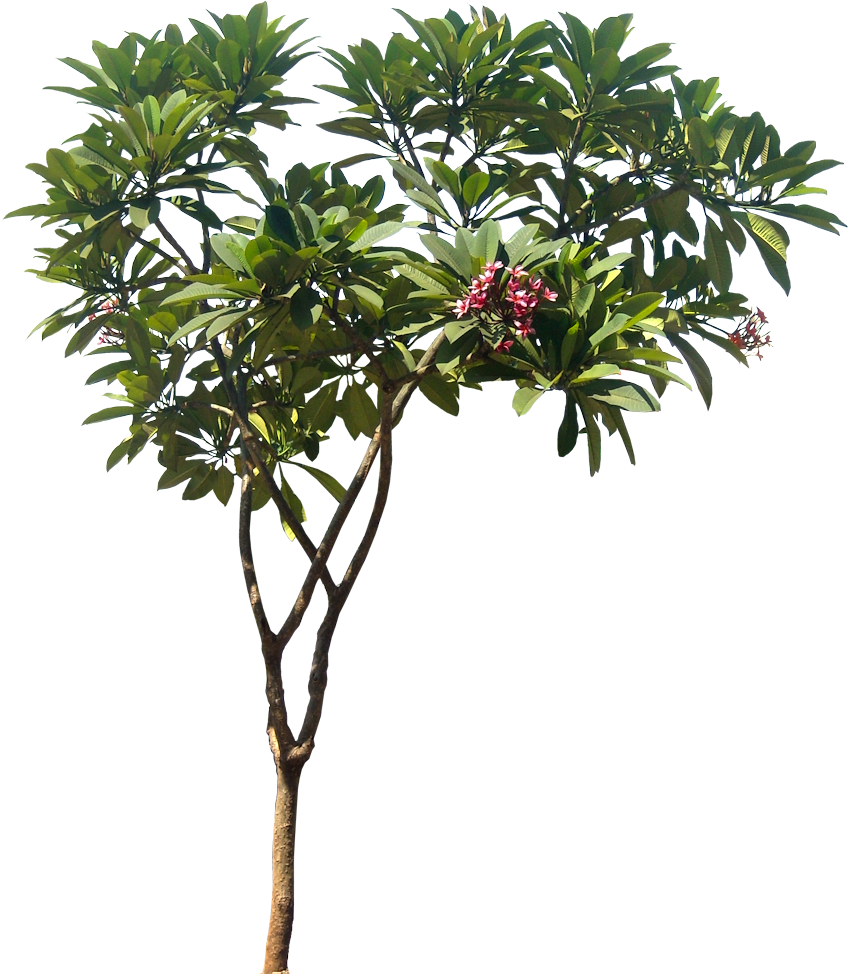 Tropical Treewith Pink Flowers PNG
