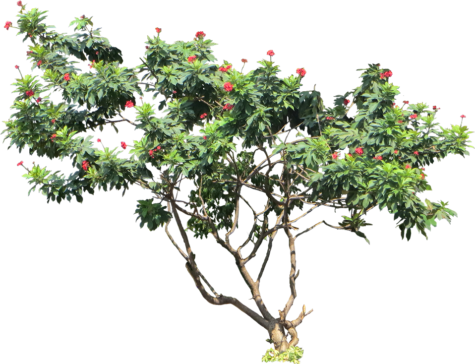 Tropical Treewith Red Flowers PNG