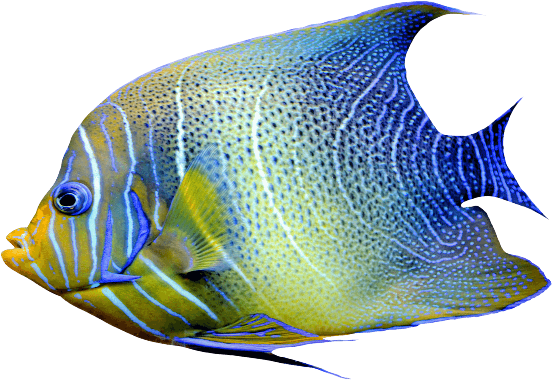 Tropical Yellow Blue Angelfish PNG
