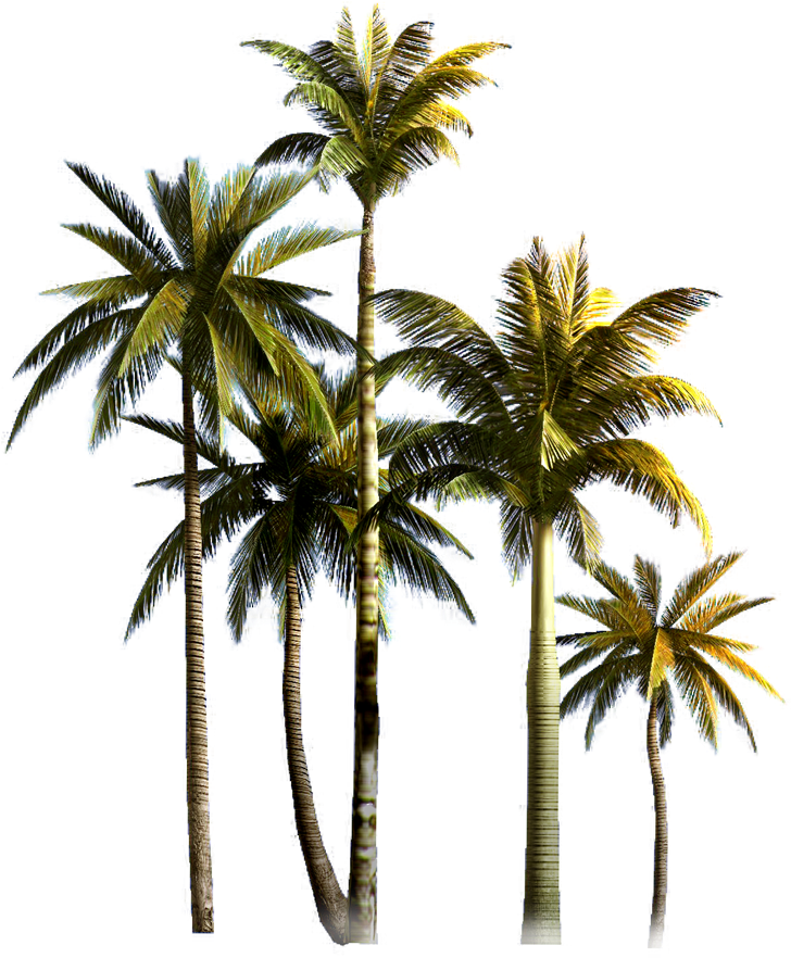Tropical_ Coconut_ Palms_ Isolated PNG