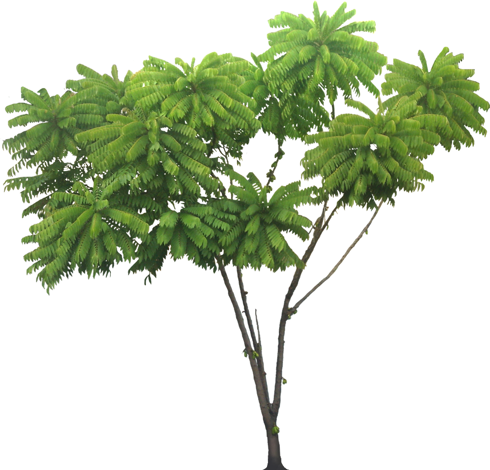 Tropical_ Rainforest_ Tree_ Isolated.png PNG