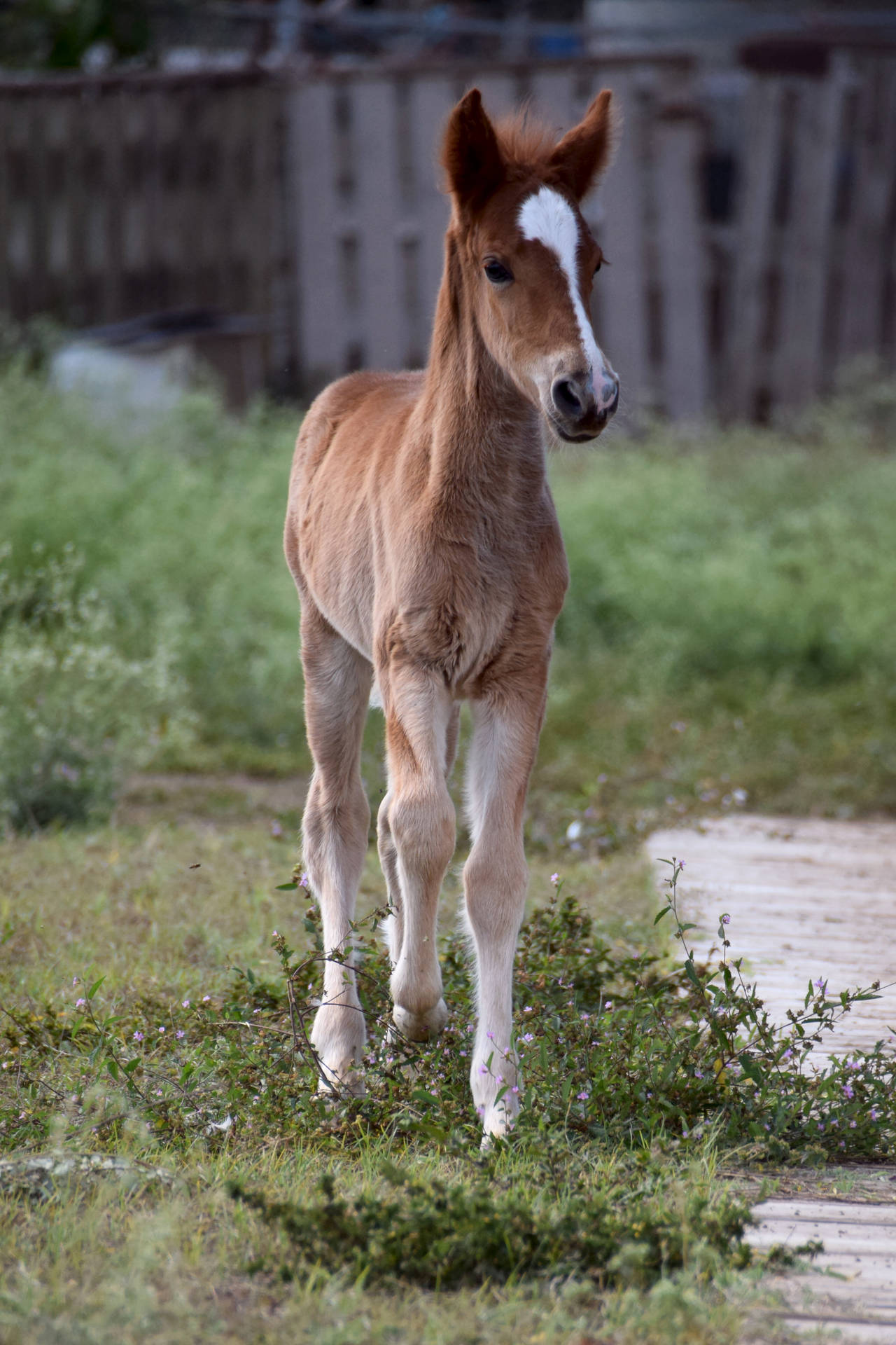 Trotting Brown Baby Horse Foal Wallpaper