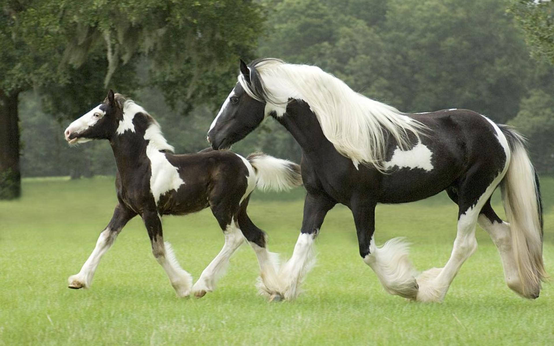 Trotting Gypsy Vanner Horse Mare And Foal Wallpaper