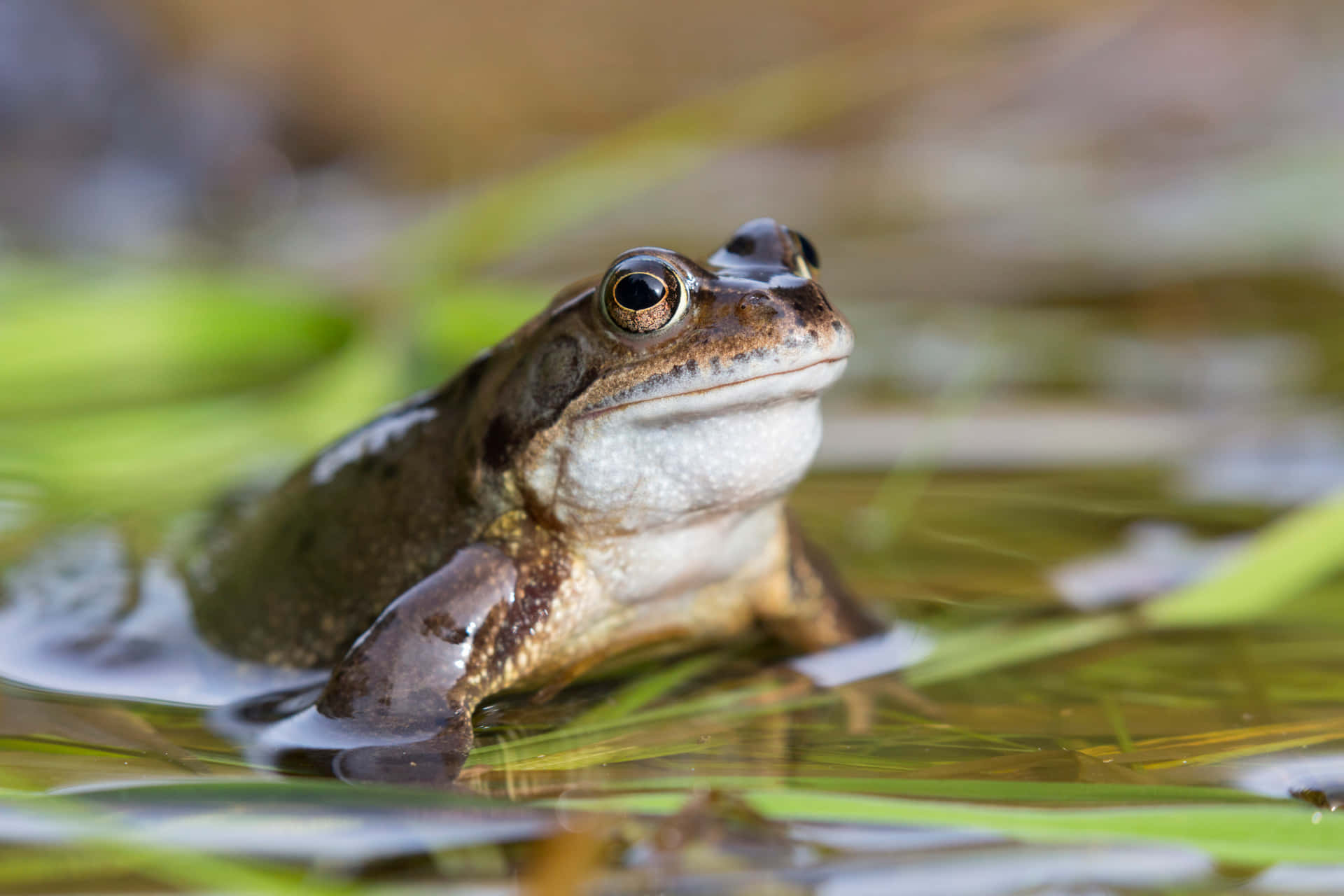 True Frog Peering Through Water Wallpaper