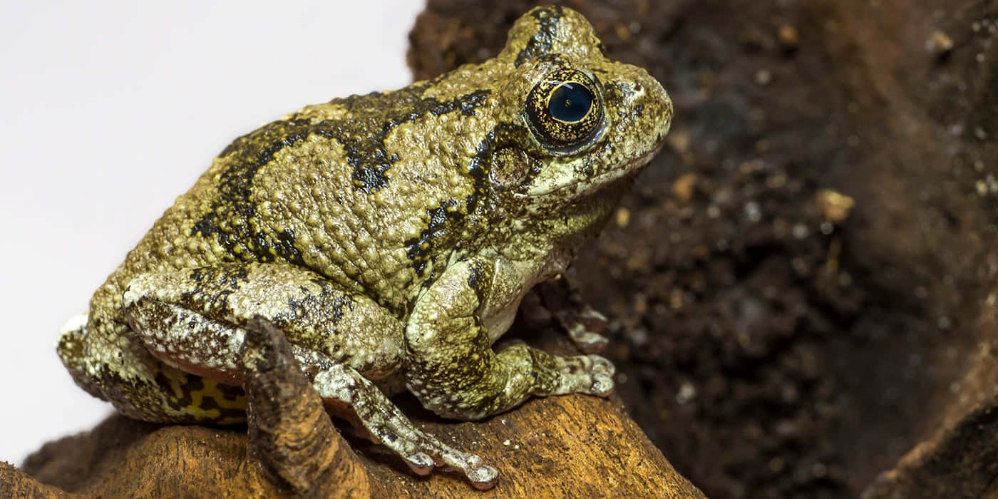 Katak Sejati Bertengger Di Atas Kayu Wallpaper