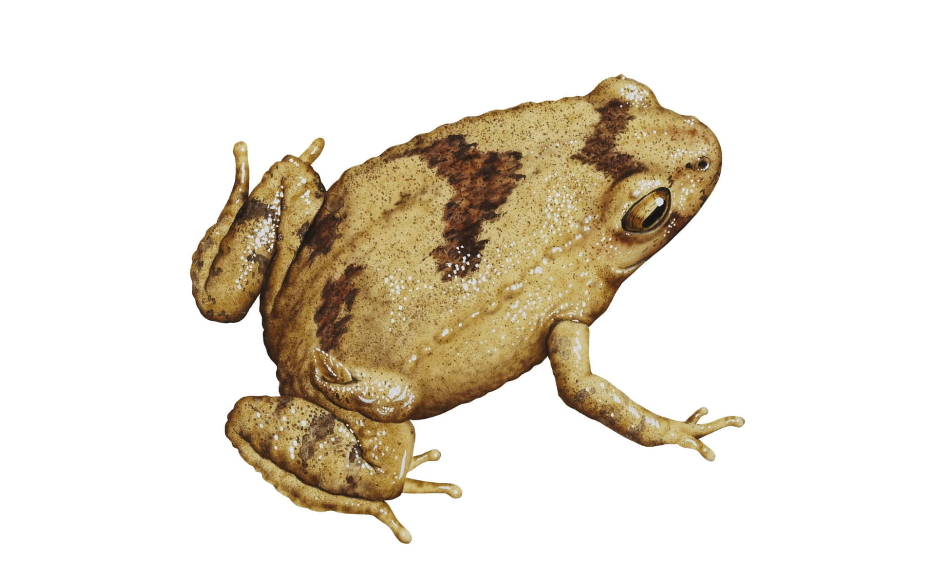 Frog Sisi Nyata Terisolasi Wallpaper