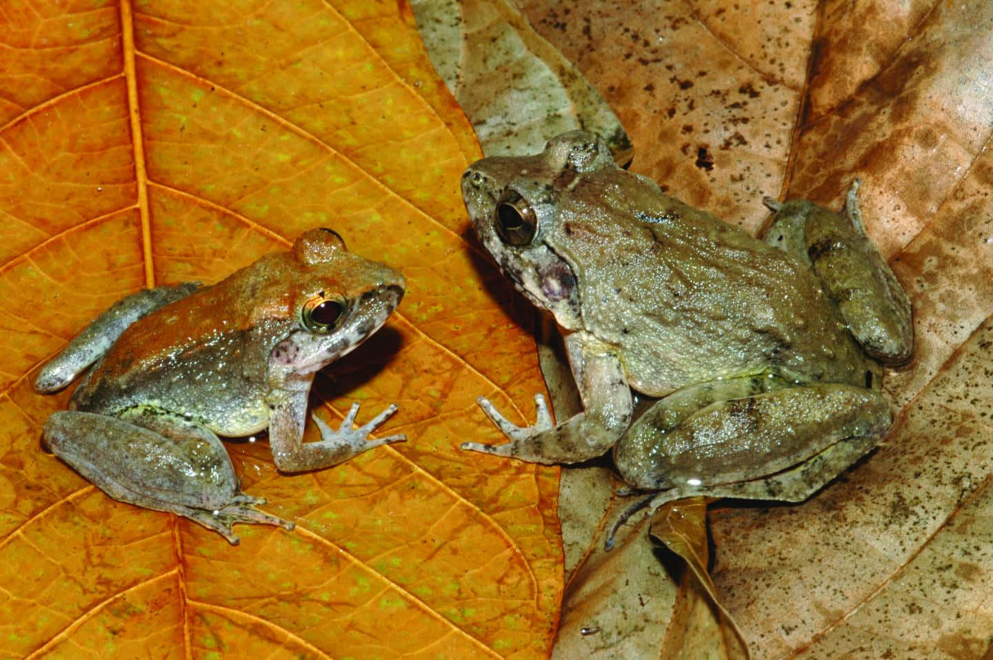 Katak Sejati Di Atas Daun Kering Wallpaper