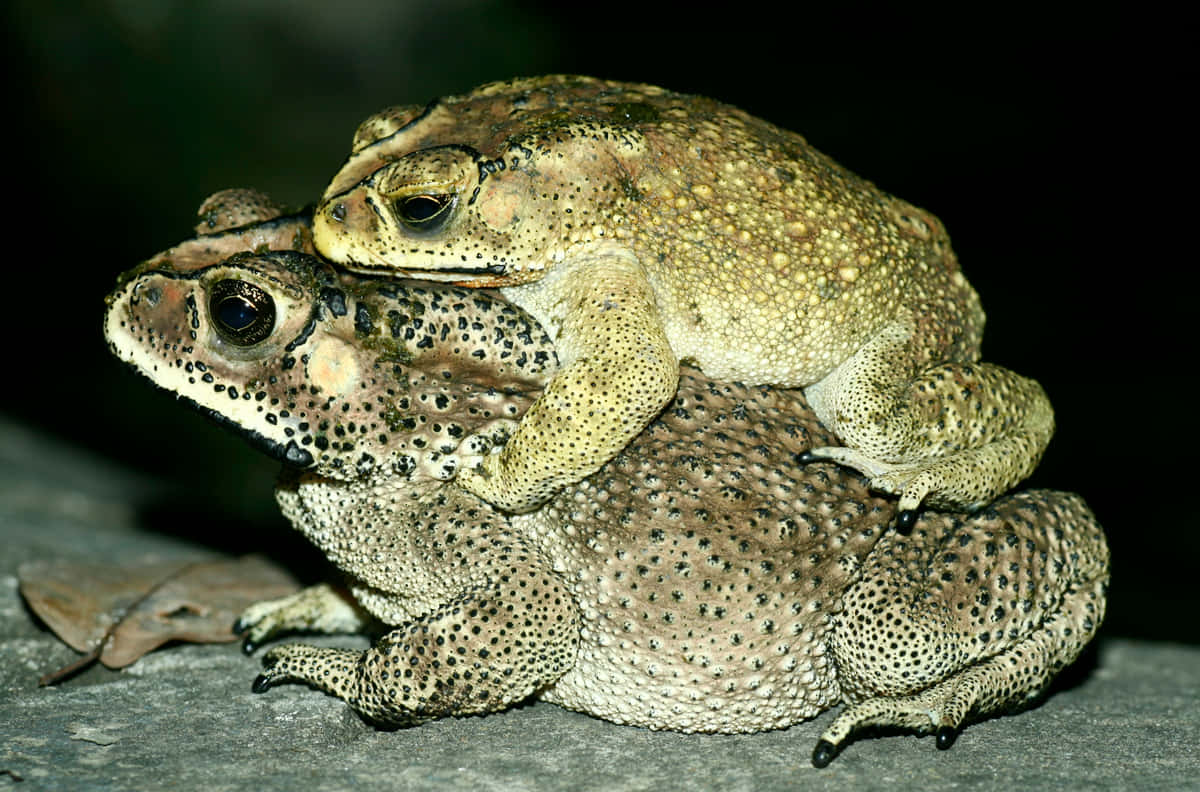 True Toads Matingon Rock Wallpaper