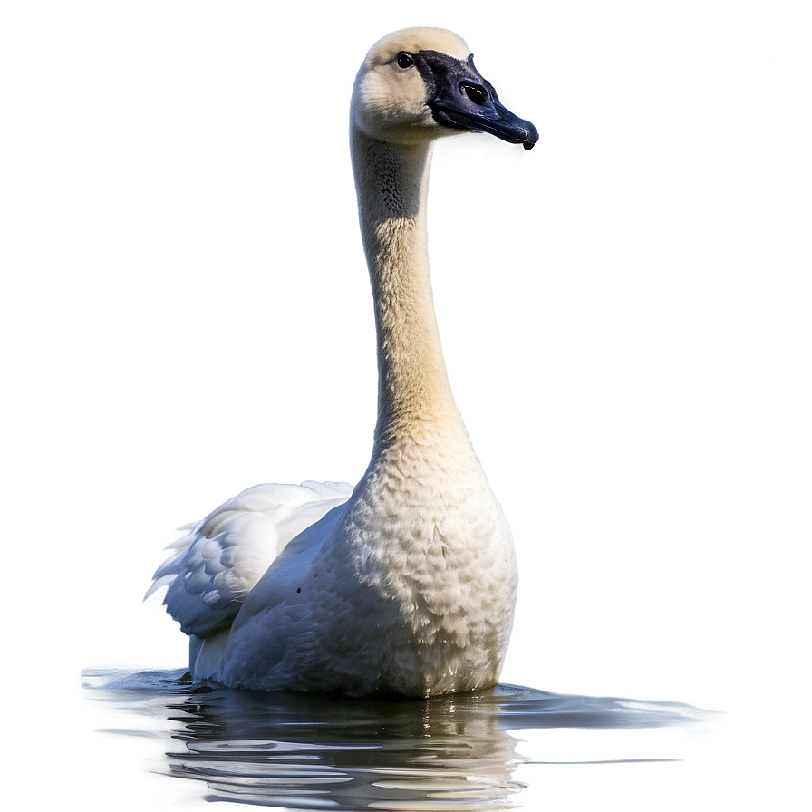 Trumpeter Swan Sound Png 06262024 PNG