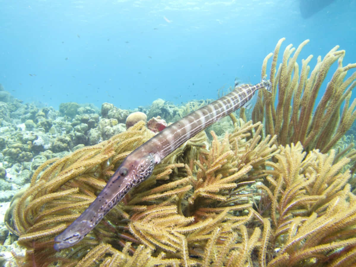 Trumpetfish Camouflaged Among Coral Wallpaper