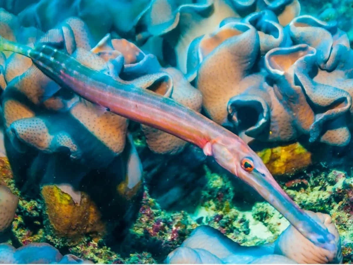 Trumpetfish Camouflaged Among Coral Wallpaper