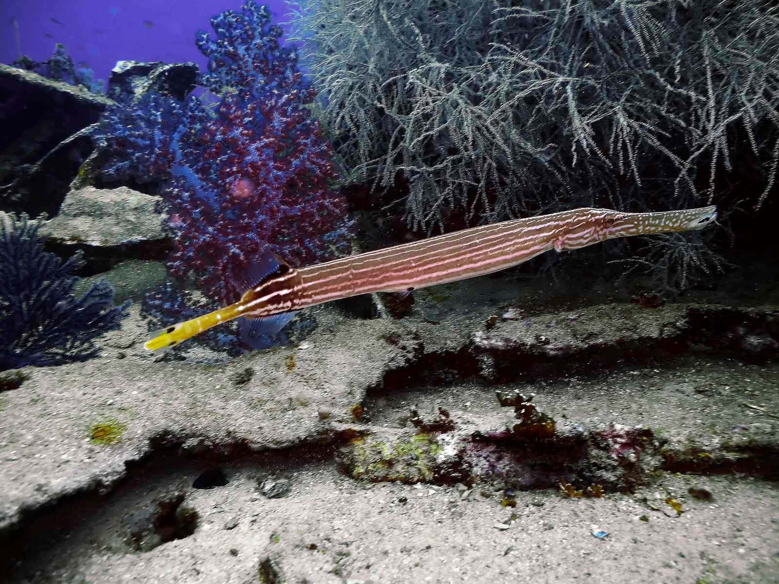 Trumpetfish Camouflaged Among Coral Reef Wallpaper