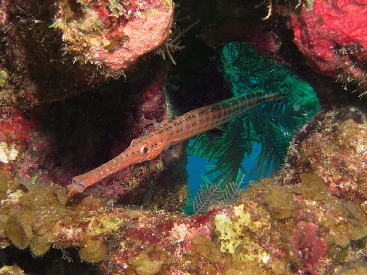 Trumpetfish Camouflaged Among Coral Reef Wallpaper