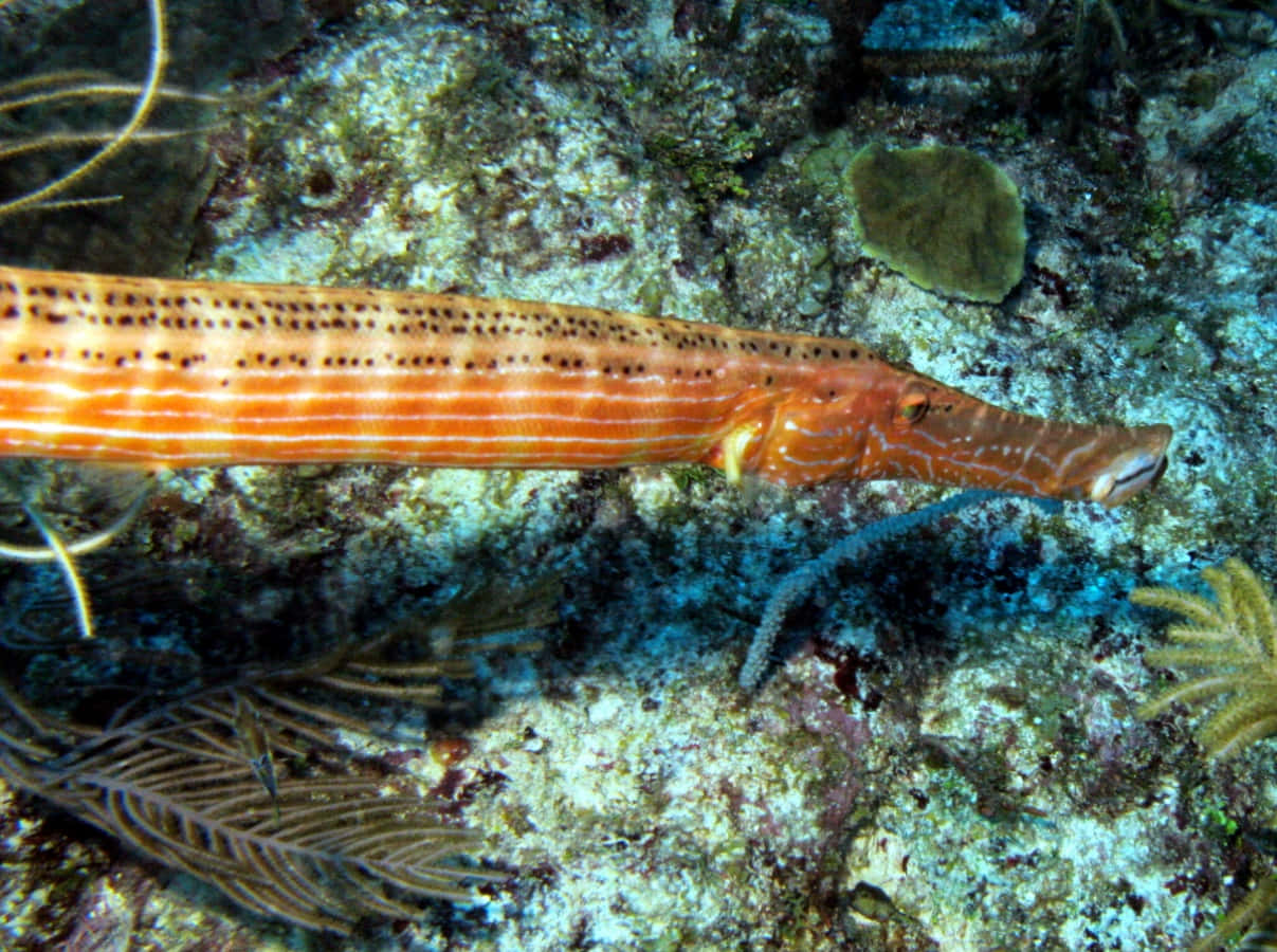 Trumpetfish Camouflaged Underwater Wallpaper