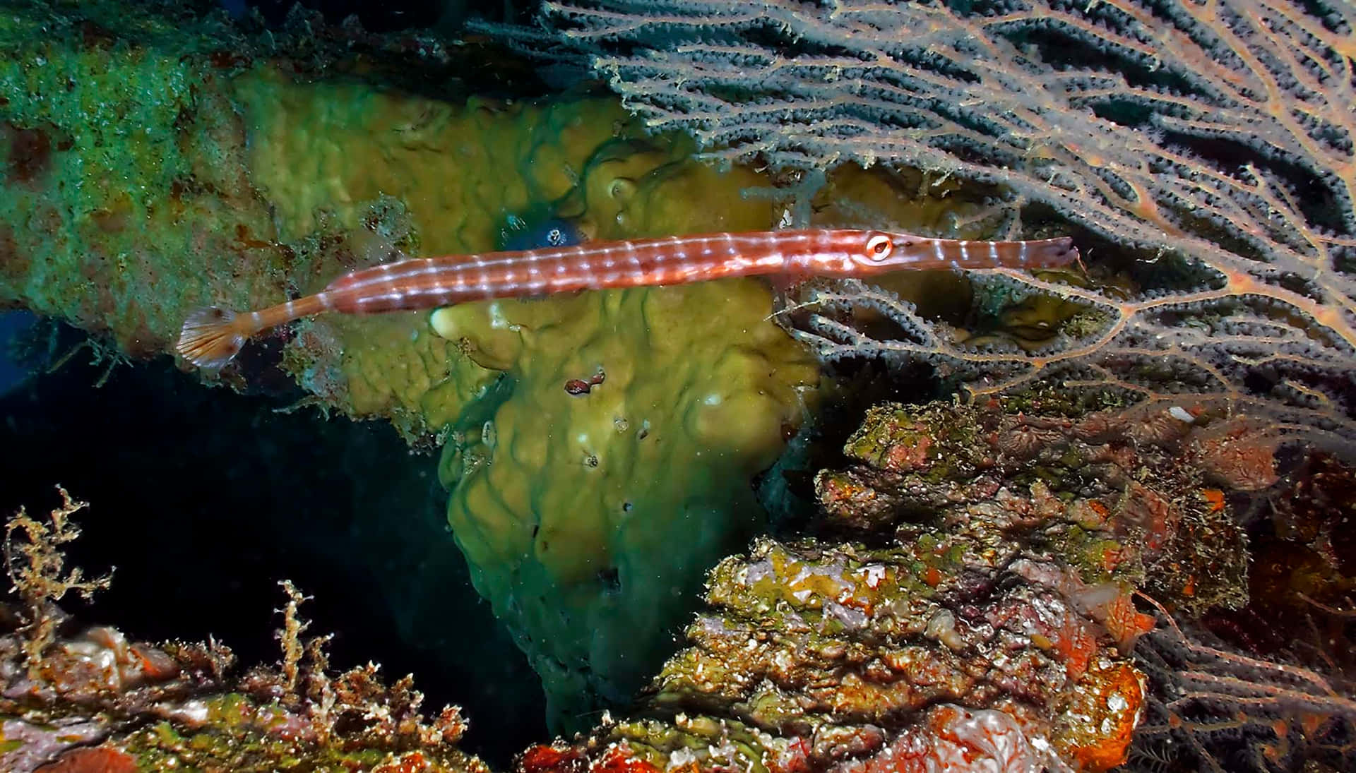 Trumpetfish Camouflaged Underwater Wallpaper