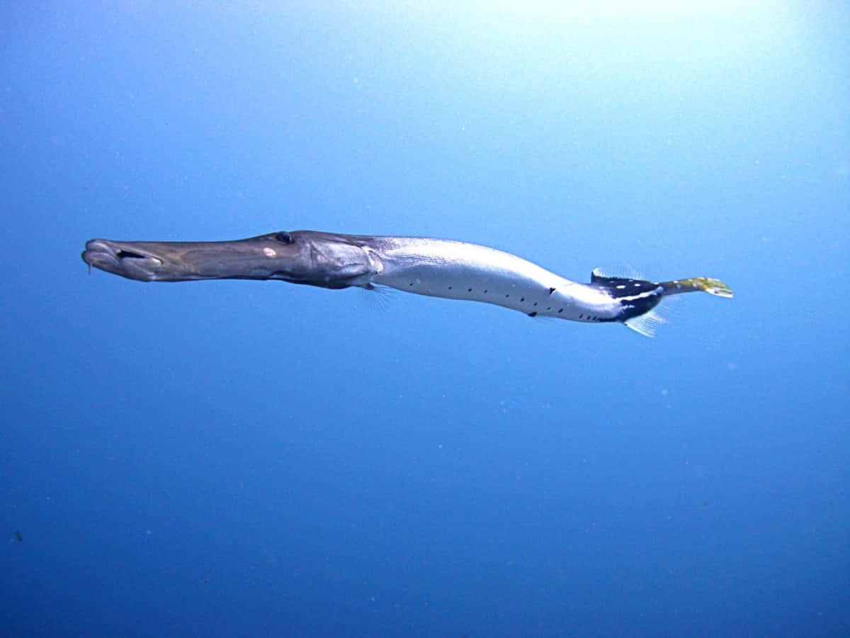 Trumpetfish Swimming Underwater.jpg Wallpaper