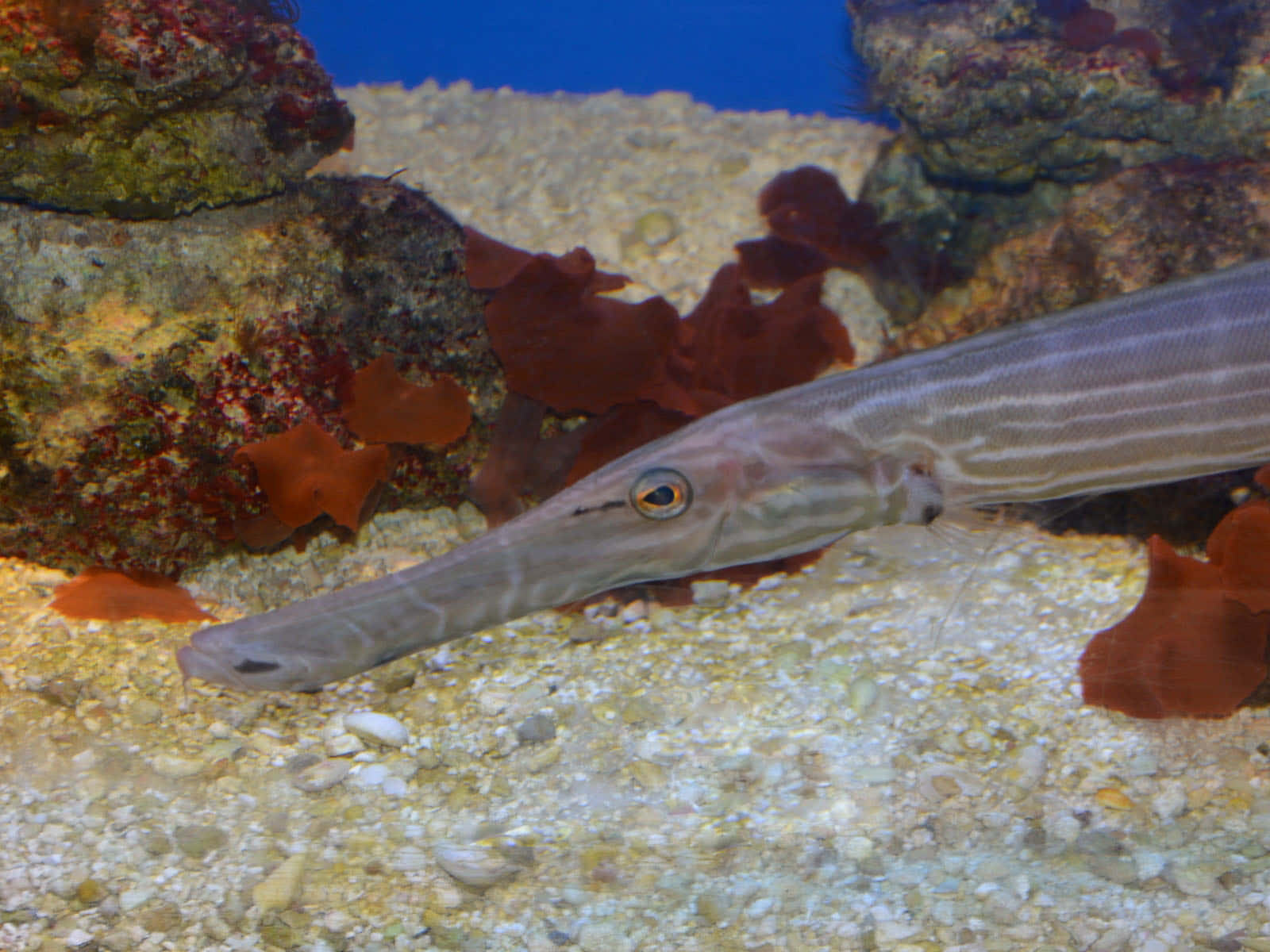 Trompetvis In Aquarium Achtergrond