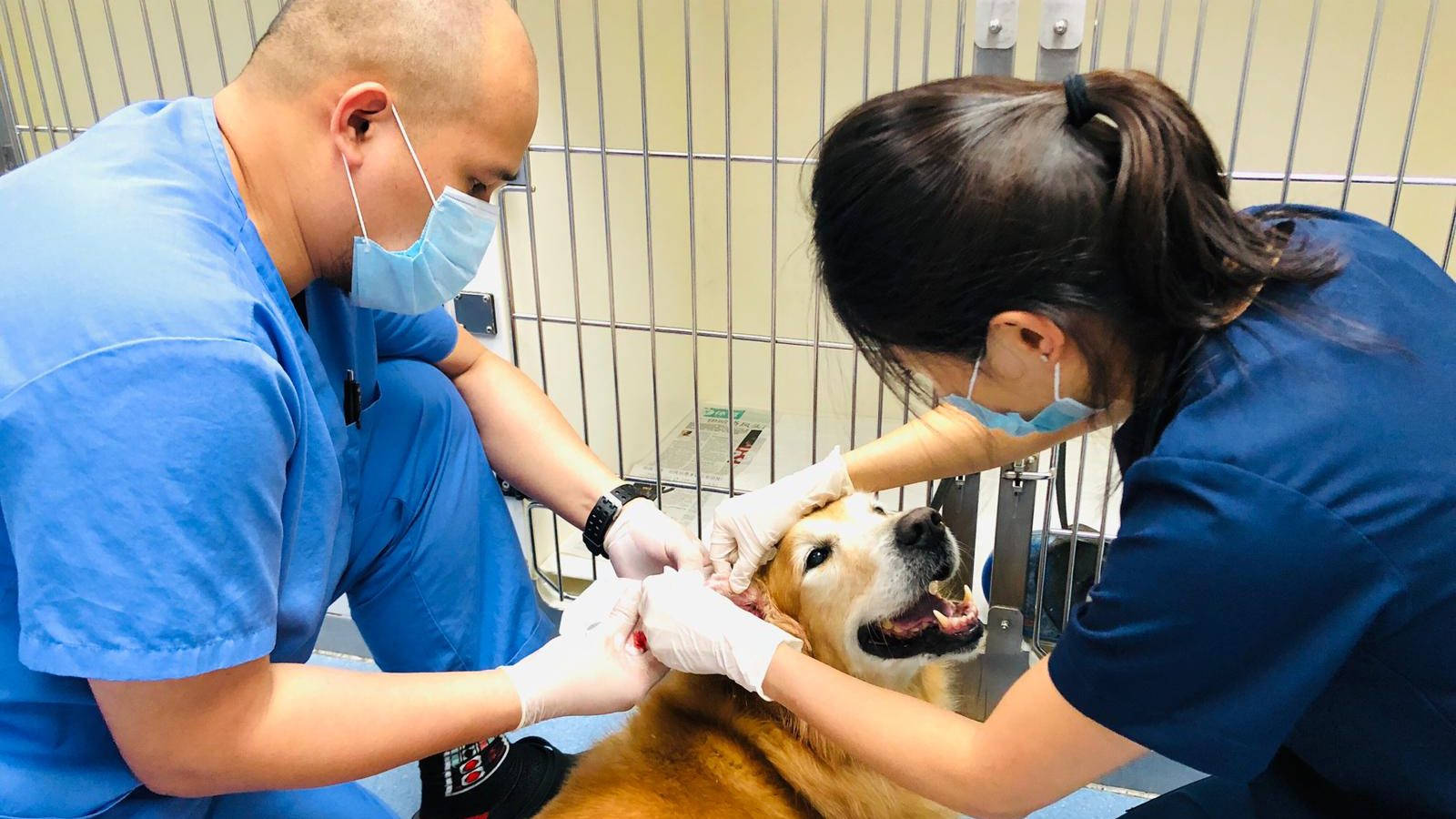 Trusted Veterinarian Examining A Canine Patient Wallpaper