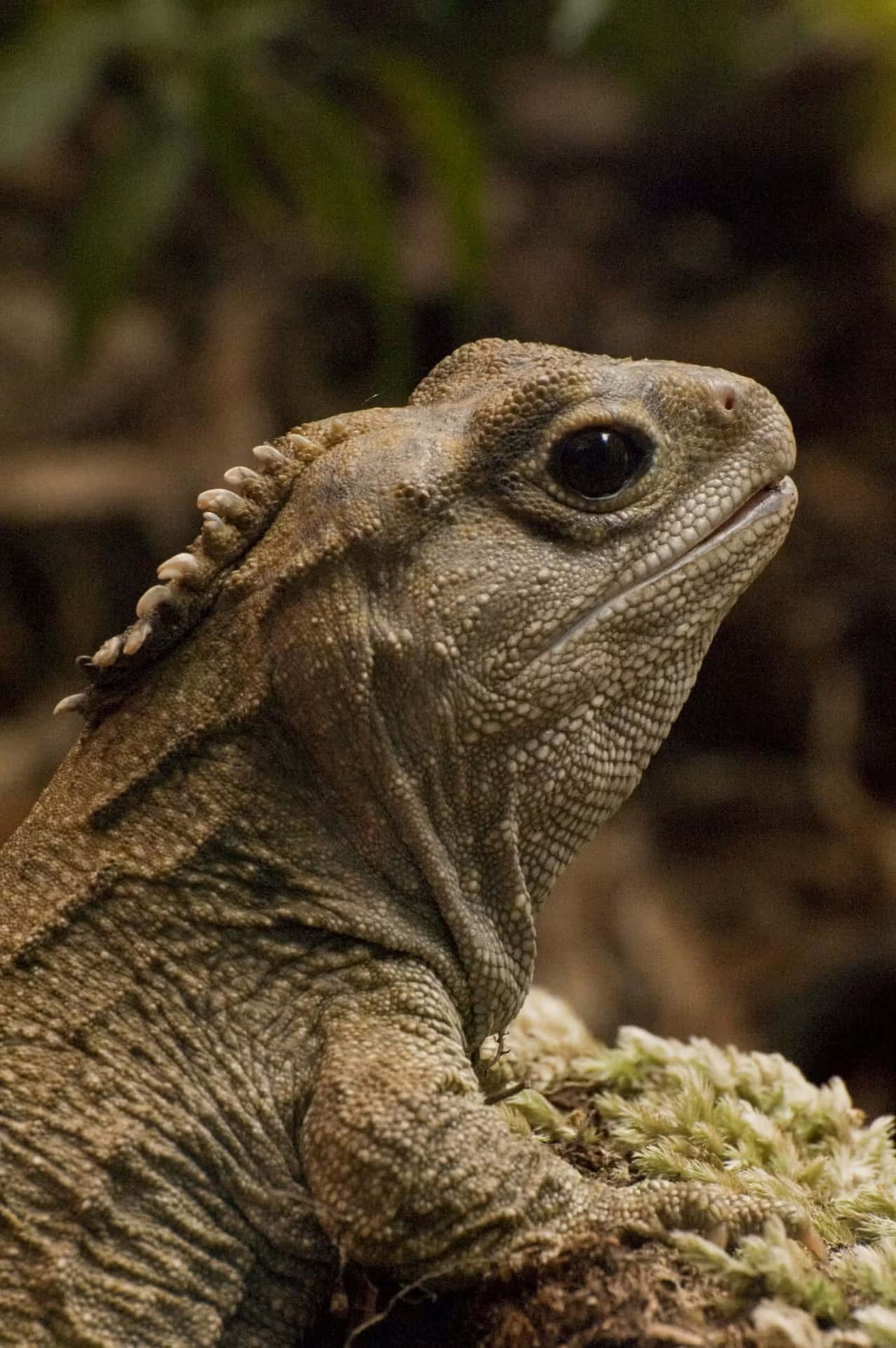 Tuatara Close Up Portret Achtergrond